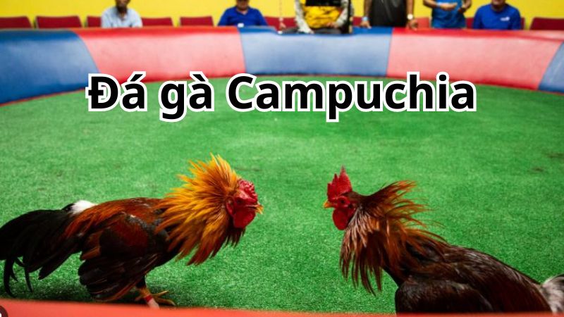 Đá gà campuchia